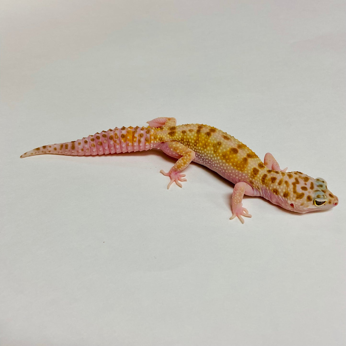 Mack Snow Tremper Albino Leopard Gecko Female A-H4-71122-1