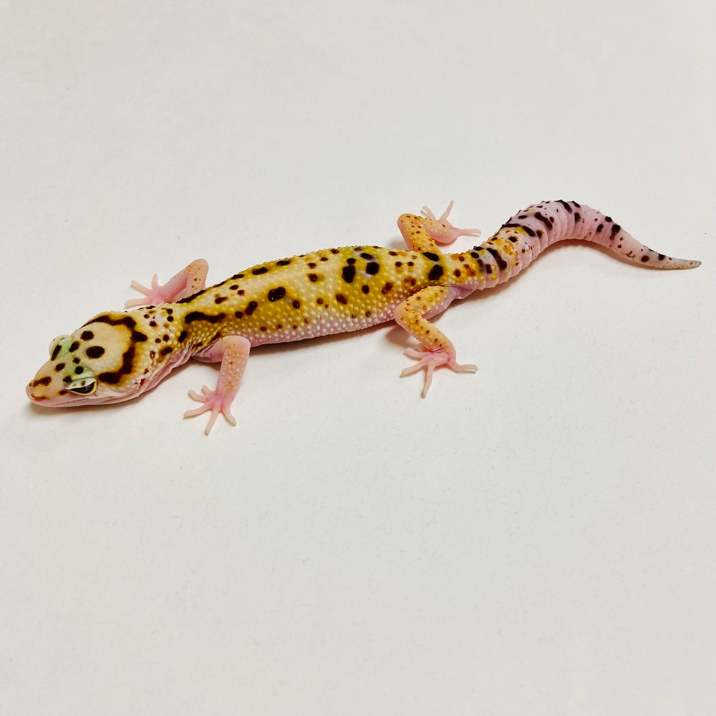 W/Y Eclipse Leopard Gecko Male A-B7-71624-1