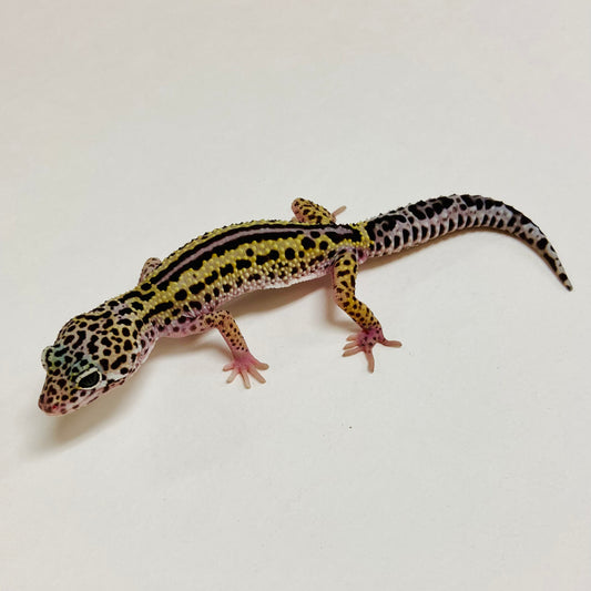 Dark Mack Snow Reverse Stripe Leopard Gecko Pos Male A-B3-71024-1