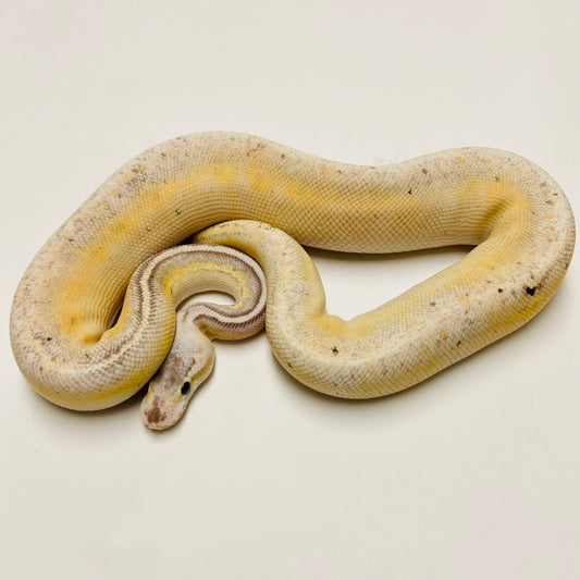 Sterling Lesser Enchi Bongo Het Clown Ball Python Male 2022M01