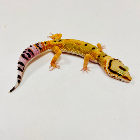 Citrine Leopard Gecko Female F-C9-72423-1