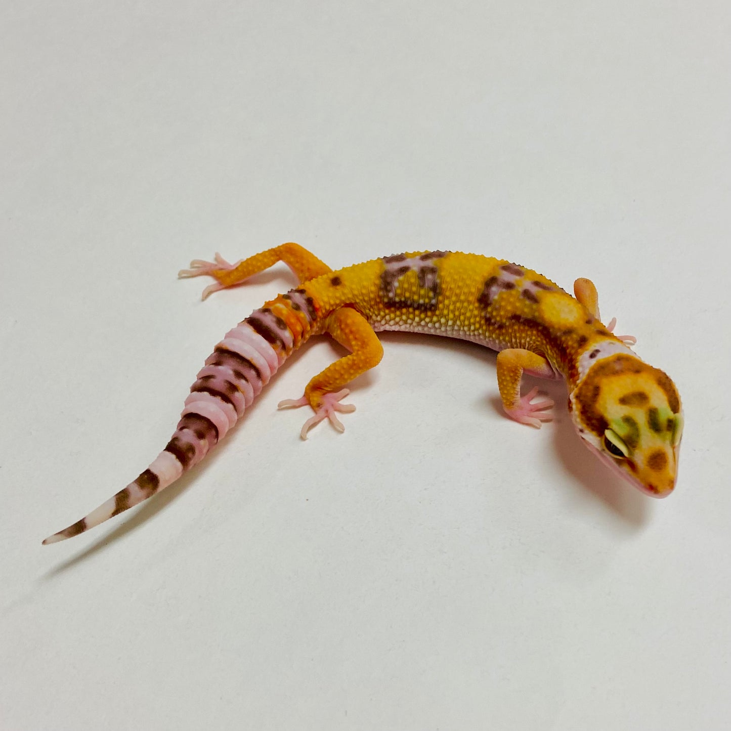 Albino Tremper Tangerine W/Y Leopard Gecko Pos Male A-A7-71824-1