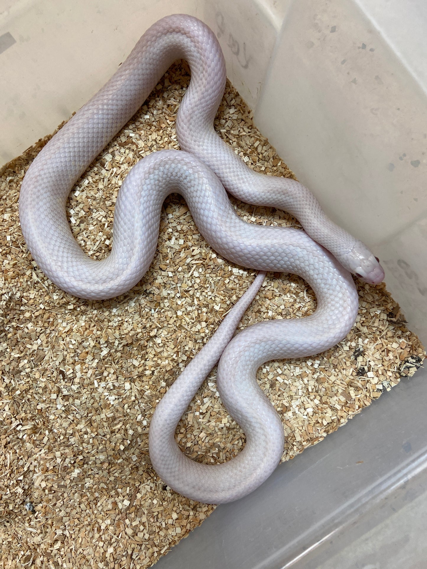 Lavender Snow California Kingsnake 2021 Male M03