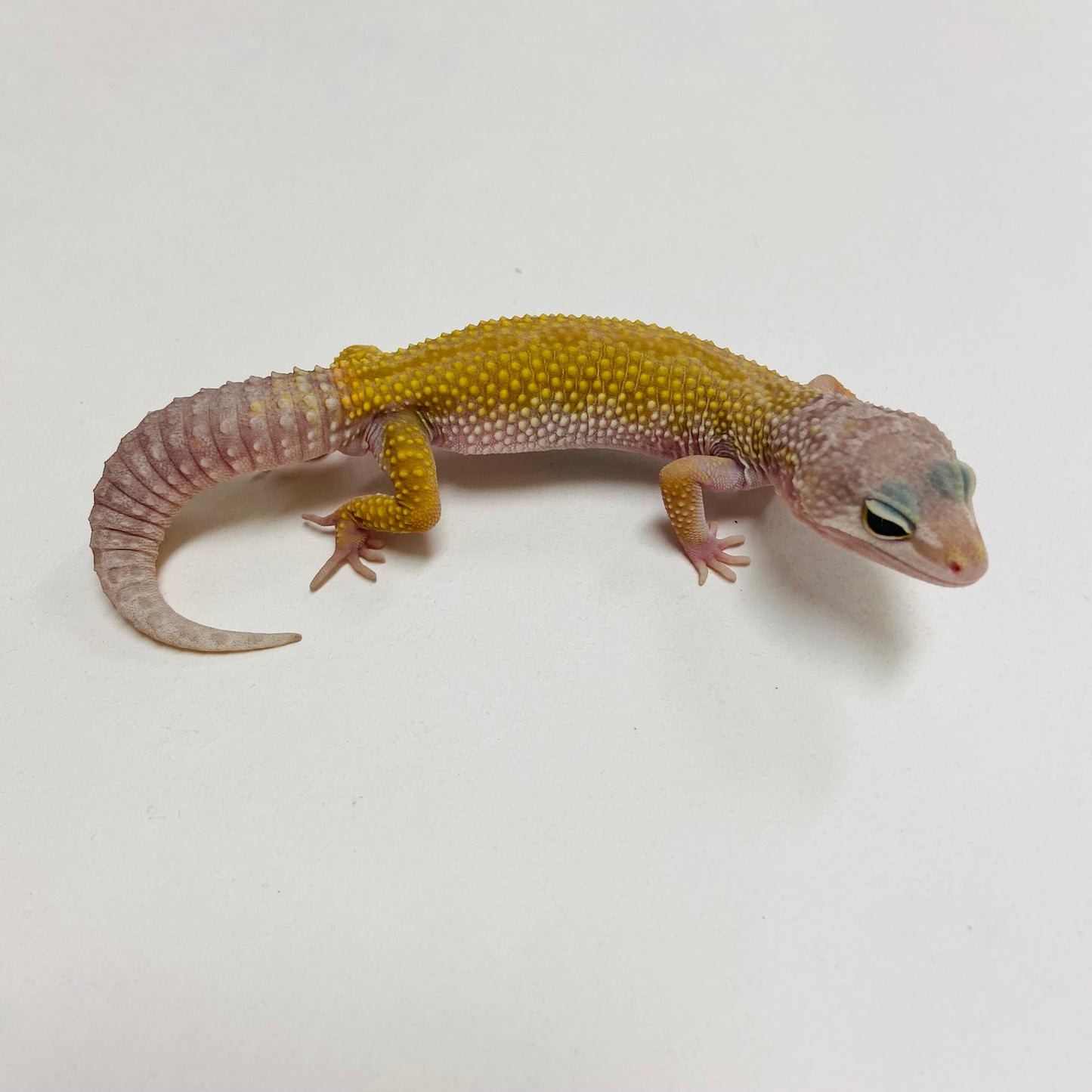 Murphy Patternless Leopard Gecko Male C-G3-71624-1