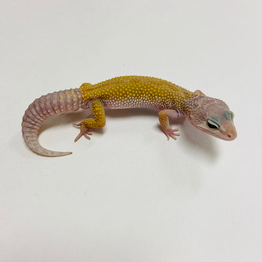 Murphy Patternless Leopard Gecko Male C-G3-71624-1