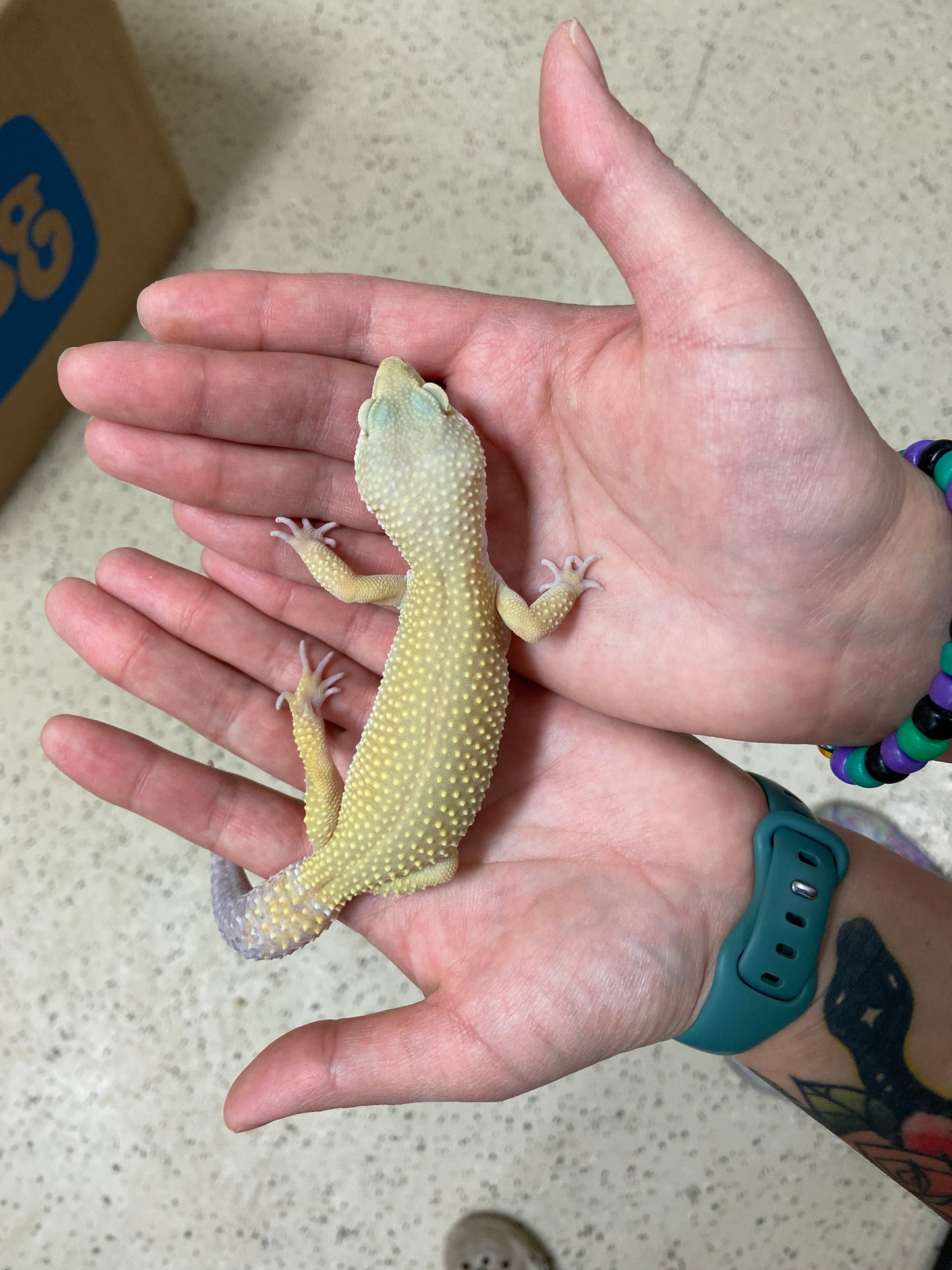 Murphy Patternless Leopard Gecko Male A-C5-62122-1