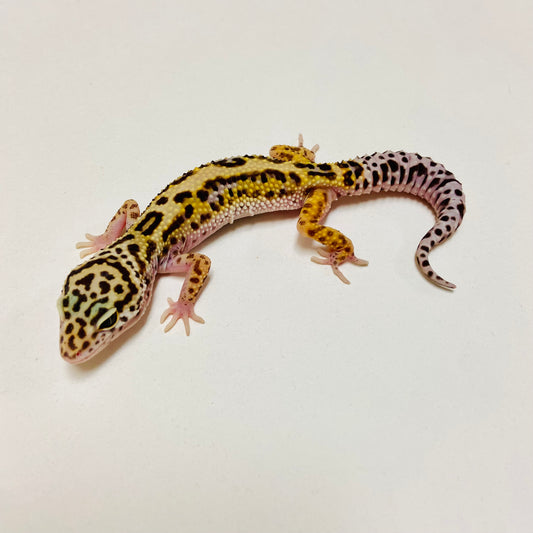 Bold Mack Snow Leopard Gecko Female D-B3-80524-1