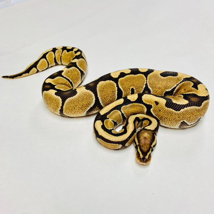 Ball Pythons for Sale at BHB Reptiles - High Quality & Wide Variety in ...