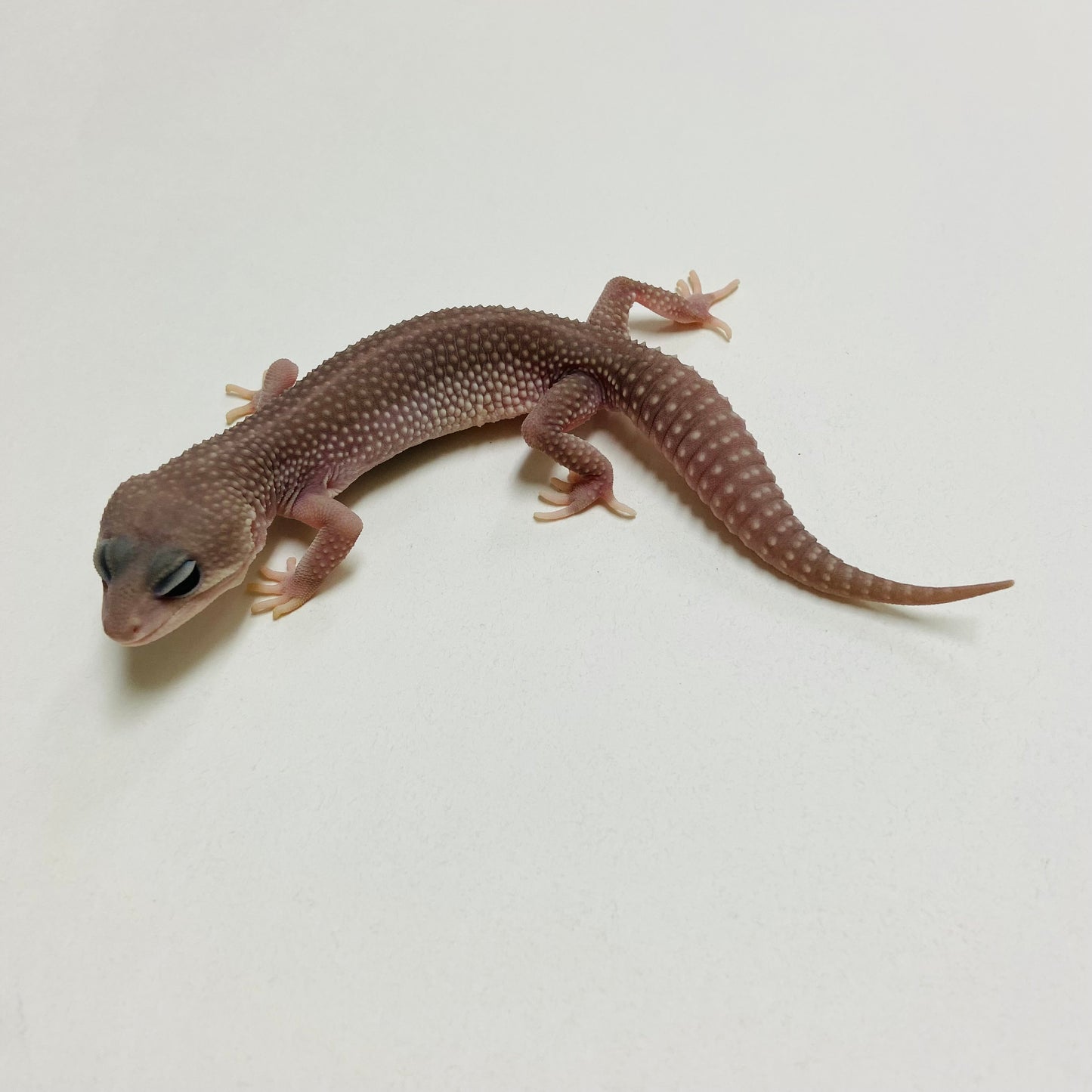 Super Snow Murphy Patternless Leopard Gecko Male B-C2-71124-1