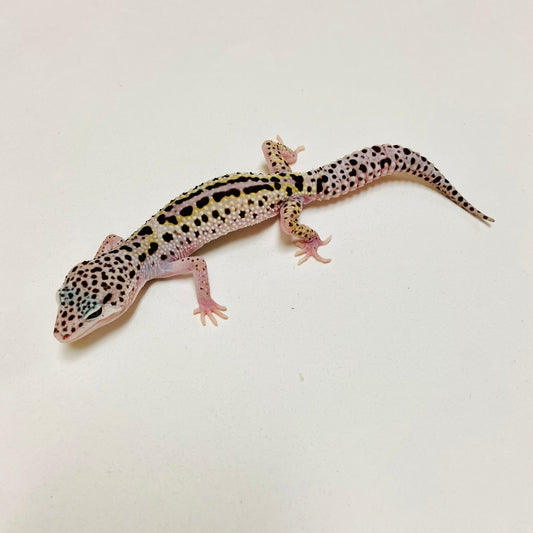 Mack Snow Reverse Stripe Eclipse Leopard Gecko Male D-B4-80524-2