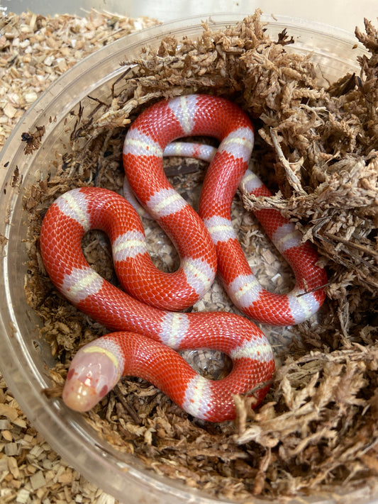 Albino Nelsons Milk Snakes 2023 Male M01