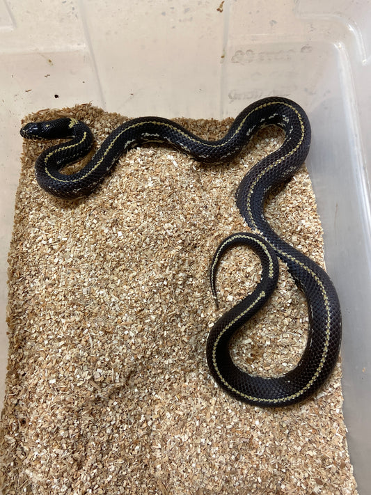 Het Lav Snow California Kingsnake 2022 Male M02