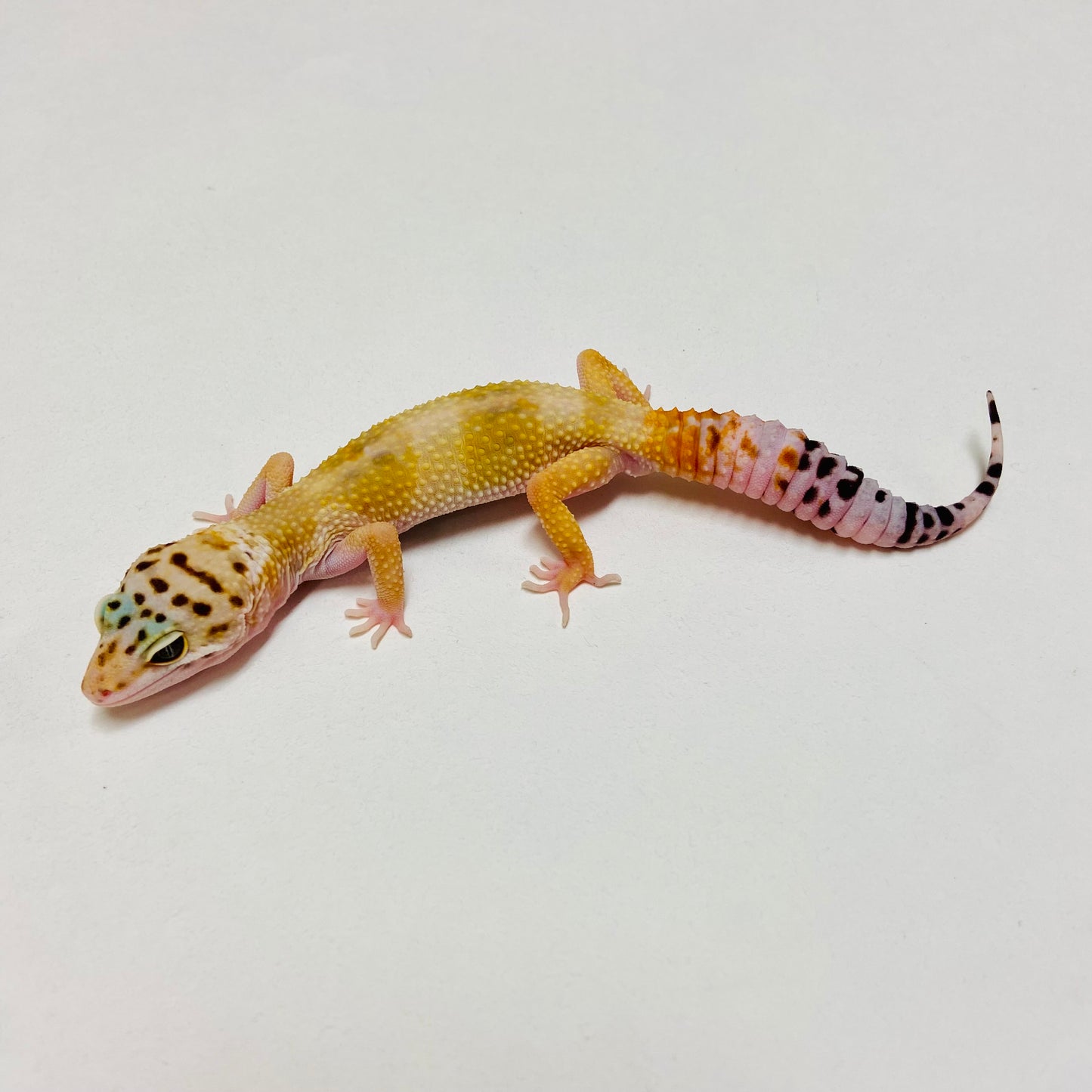 Hypo Tangerine Carrot Tail Leopard Gecko Male D-B6-80624-1