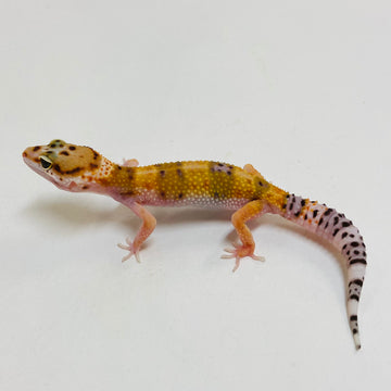 Leopard Geckos for Sale at BHB! Top Quality & Vast Selection in the US ...