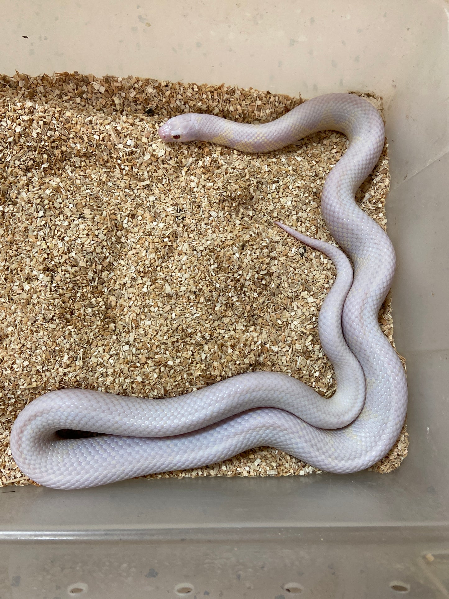 Lavender Snow California Kingsnake 2021 Male M01