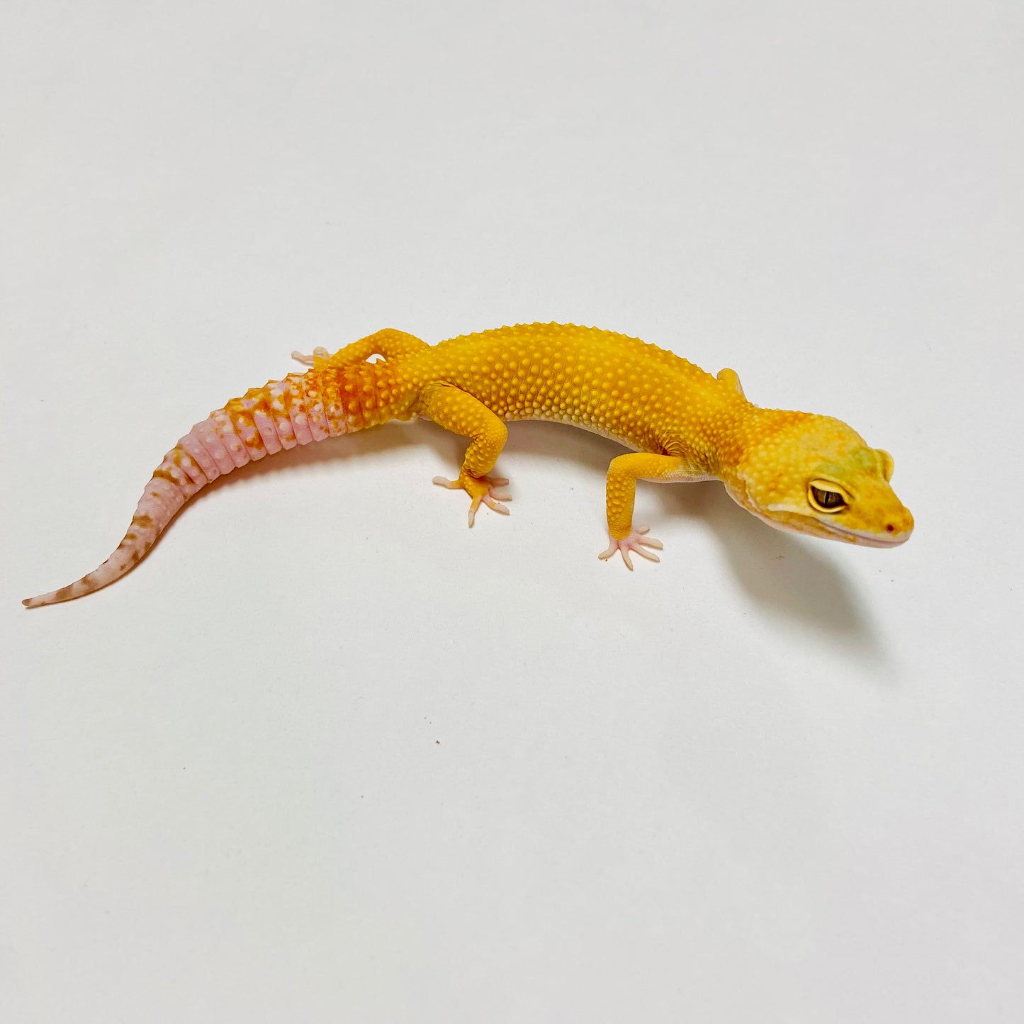 Sunglow Tremper Leopard Gecko Male D-H2-60221-1