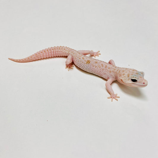 Albino Tremper Super Snow W/Y Leopard Gecko Male D-G7-90520-1