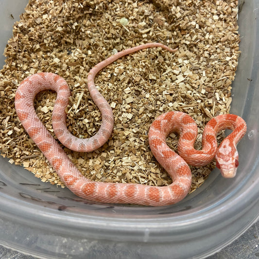 Coral Snow Corn Snake 2024 Male M01