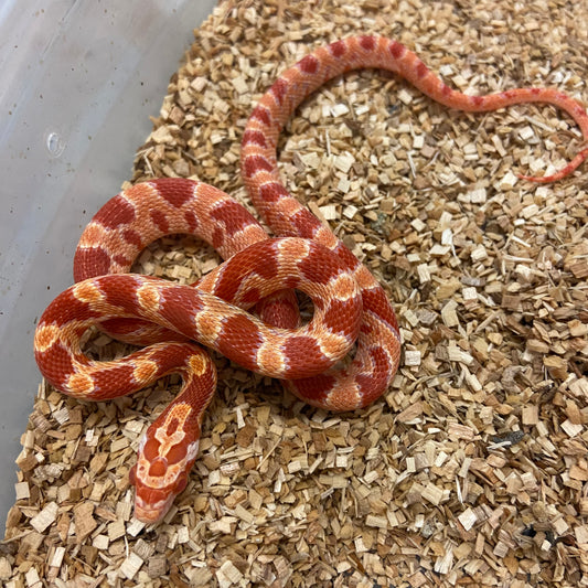 Albino Het Char/Blood Corn Snake 2024 Female F01