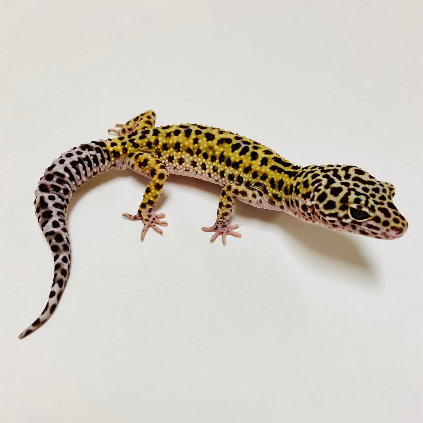 Dark Mack Snow Leopard Gecko Male D-C3-71023-1