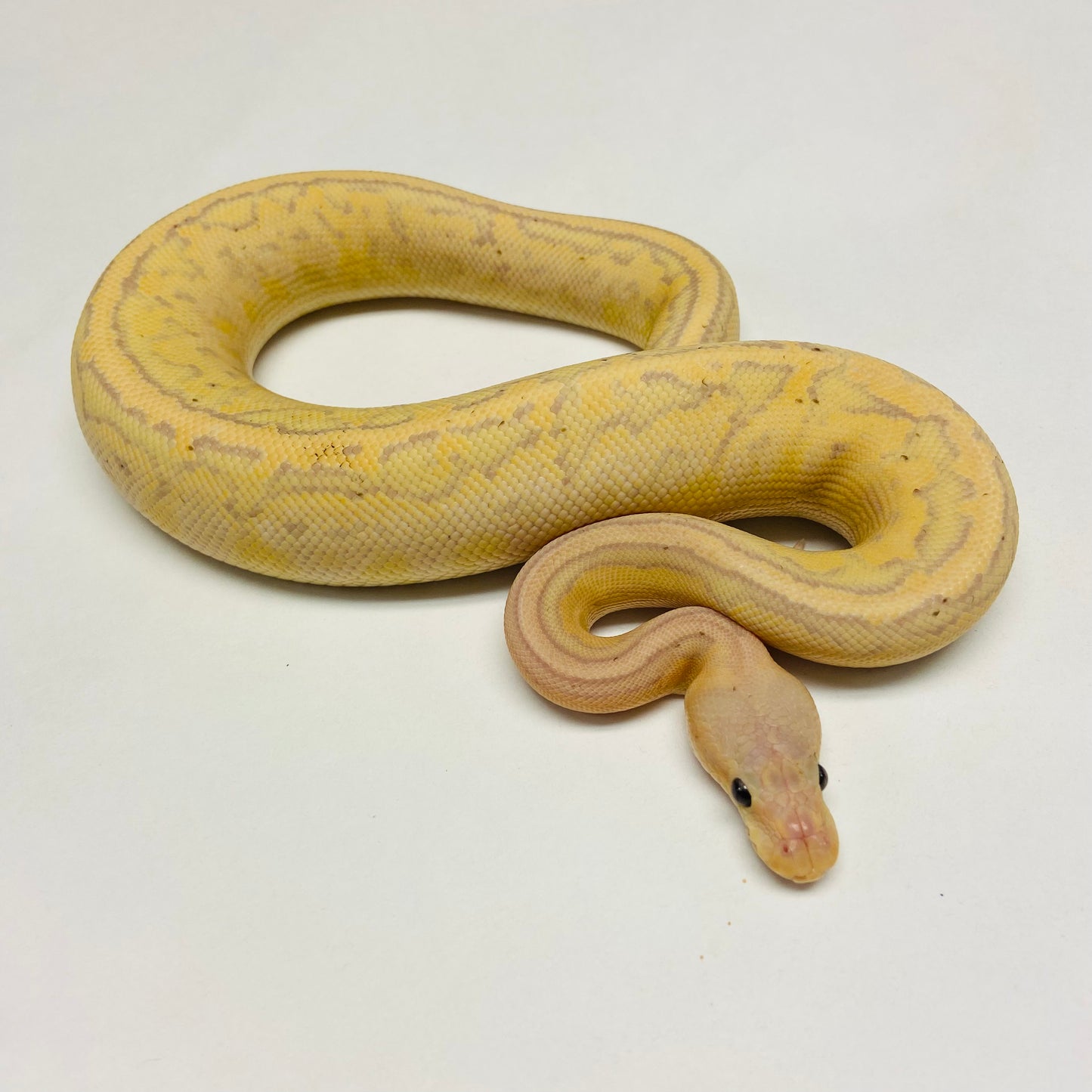 Banana Chocolate Pinstripe Ball Python Male 2023M01