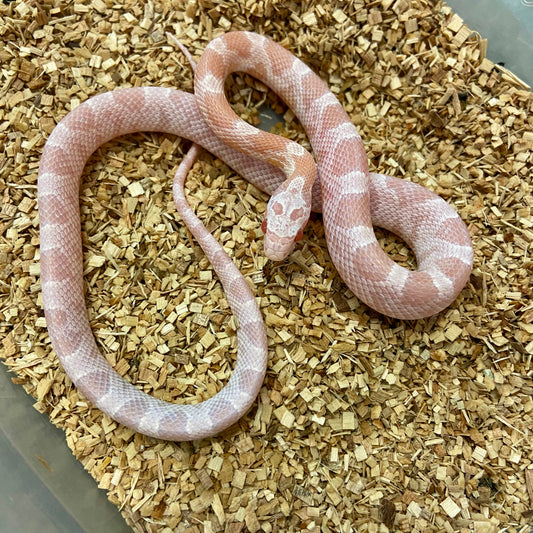 Coral Snow Corn Snake 2024 Female F01