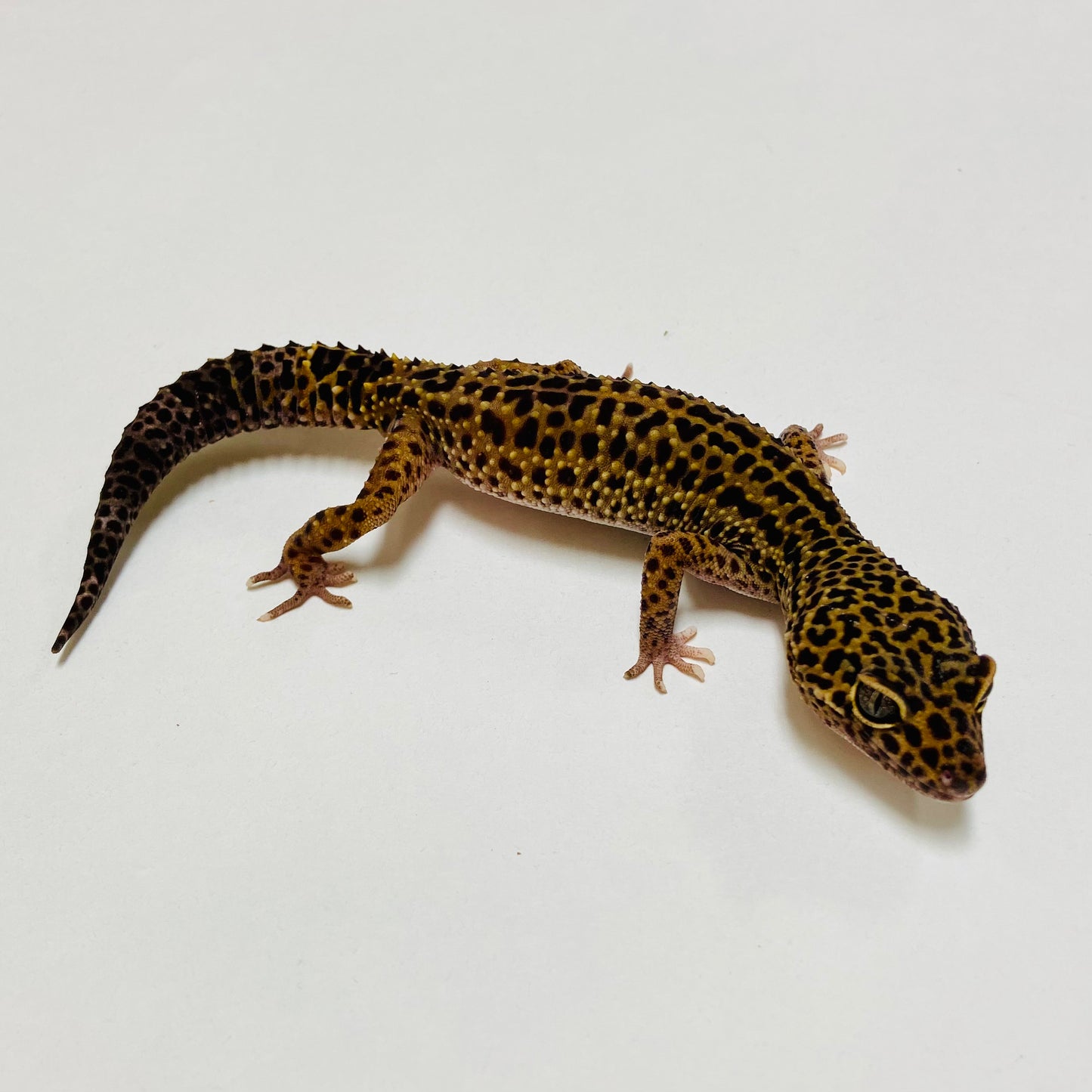 Dark Mack Snow Leopard Gecko Male D-G2-81823-1