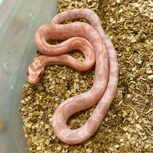 Coral Snow Corn Snake 2024 Female F03