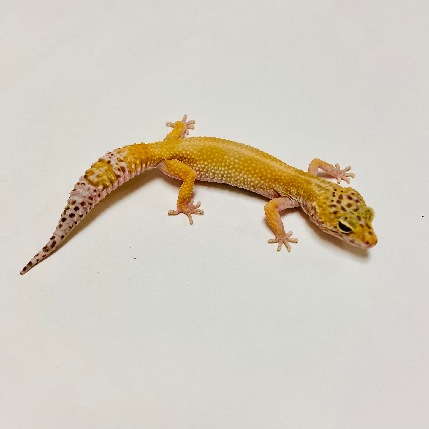 Mack Snow Raptor Leopard Gecko Female Proven Breeder D-PB07-2018