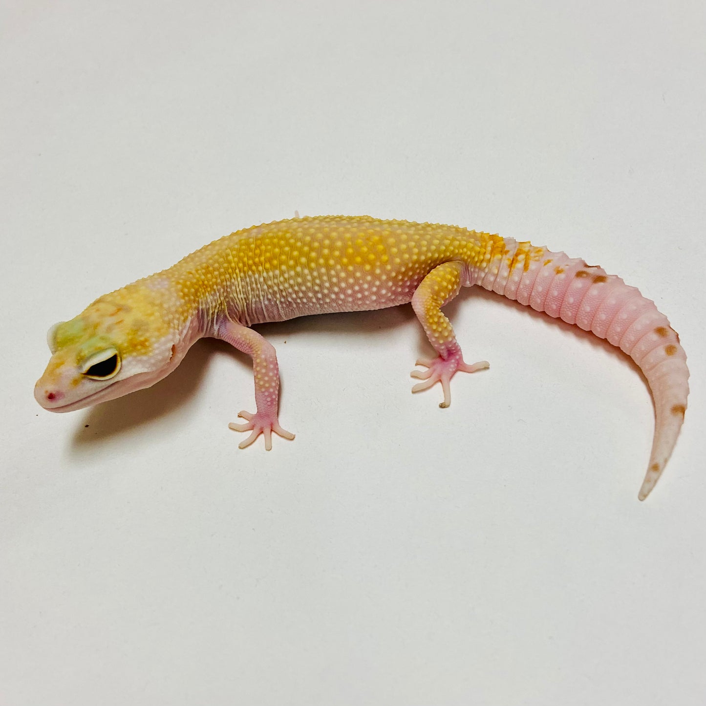 Mack Snow Raptor W/Y Leopard Geckos Female- D-C2-82119-1