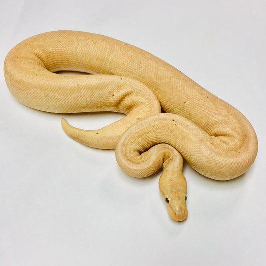 Banana Chocolate Pinstripe Ball Python Male 2021M02