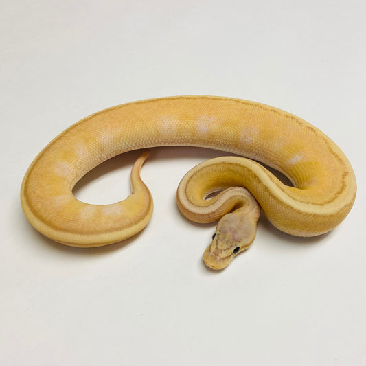 Ball Pythons for Sale at BHB Reptiles - High Quality & Wide Variety in ...