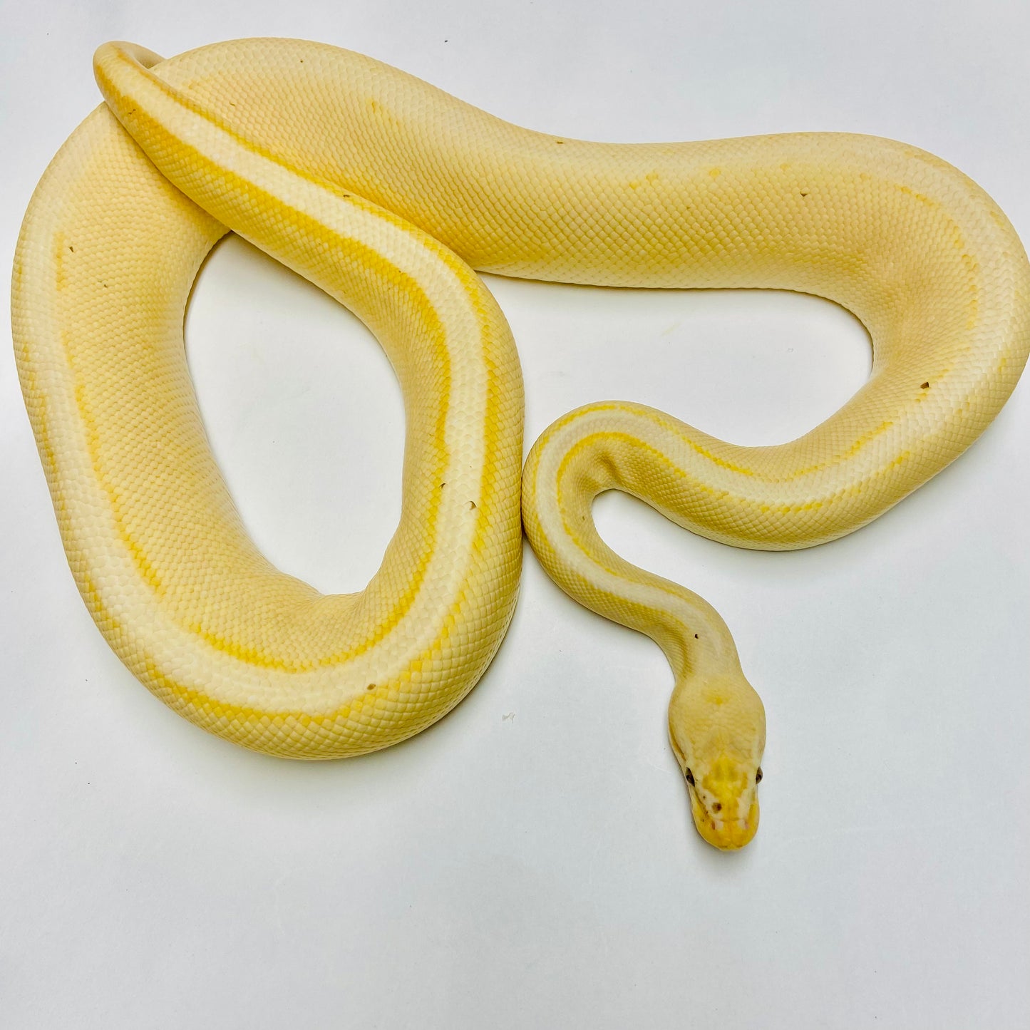 Adult Banana Pastel Genetic Stripe Ball Python Male M01