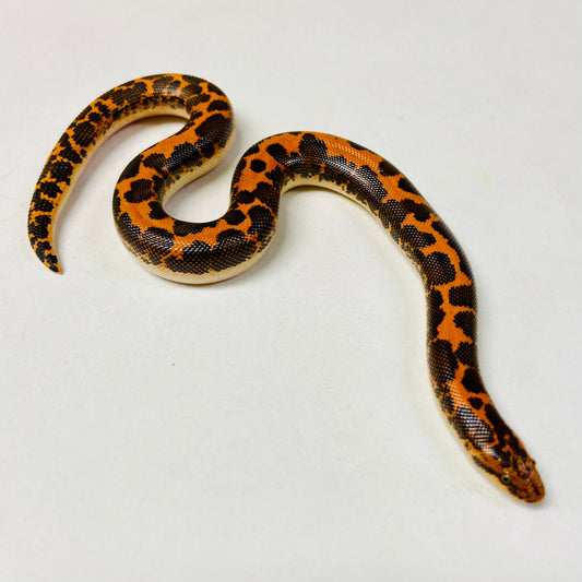 Kenyan Sand Boa Male 2024M02