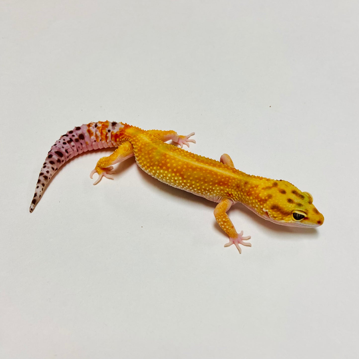 Citrine Leopard Gecko Female D-C10-71223-1