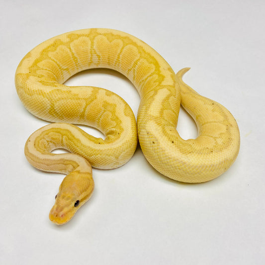 Banana Chocolate Pinstripe Ball Python Male 2022M03