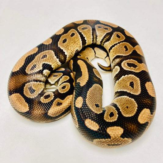 Dbl Het Albino Clown Ball Python Male 2020M09