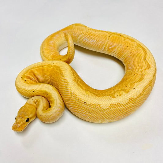 Banana Lori Pinstripe Ball Python Male 2022M01