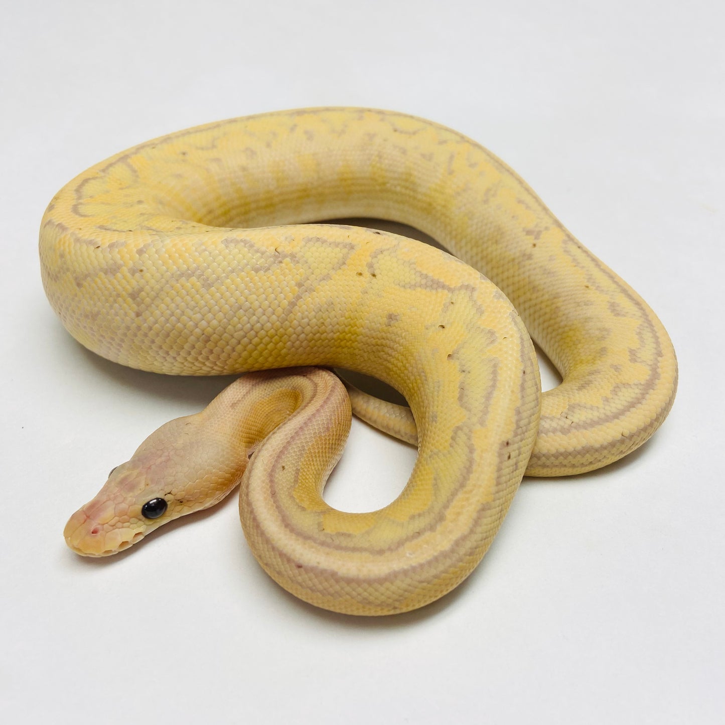 Banana Chocolate Pinstripe Ball Python Male 2023M01