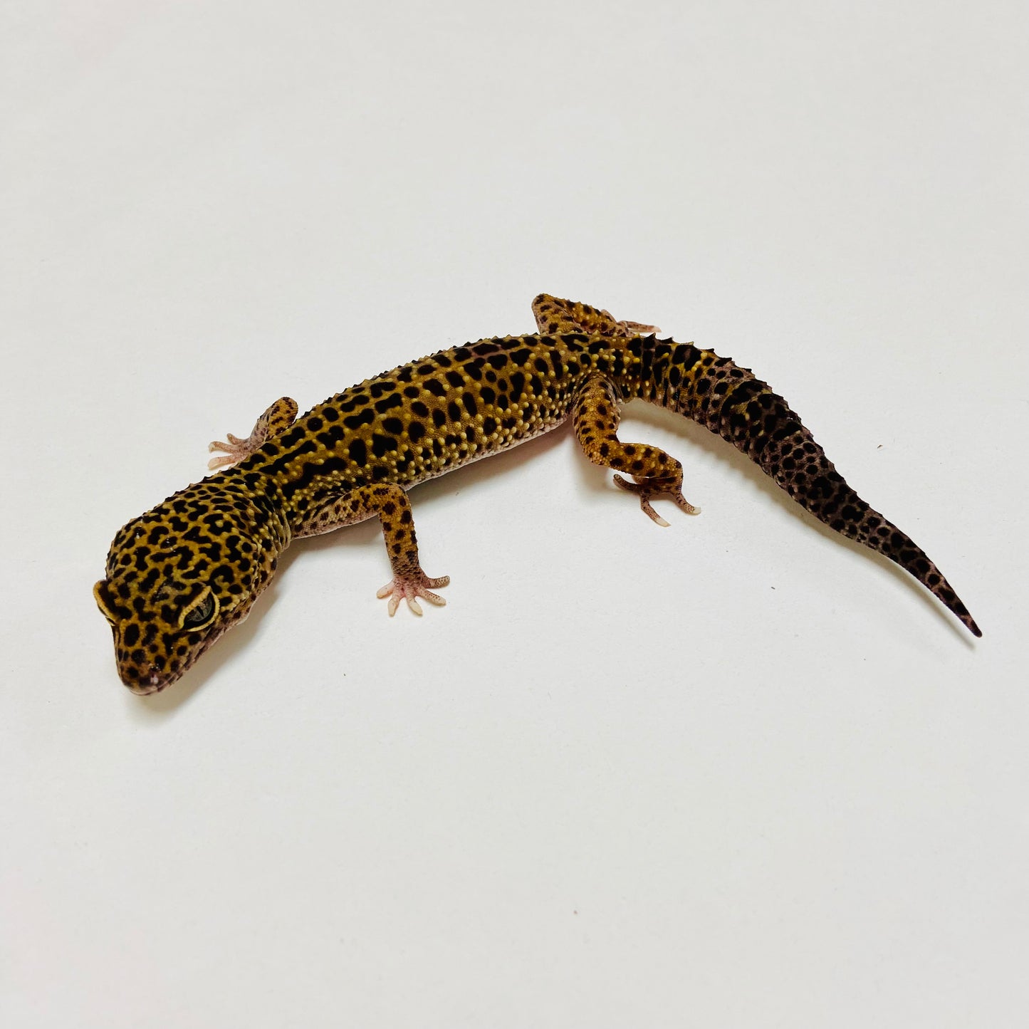 Dark Mack Snow Leopard Gecko Male D-G2-81823-1