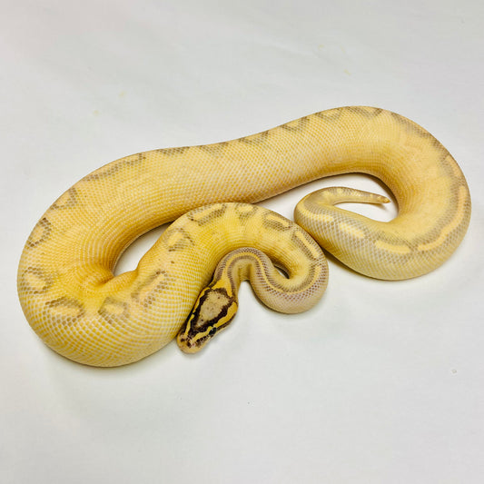 Mardi Gras Ball Python Male 2022M01