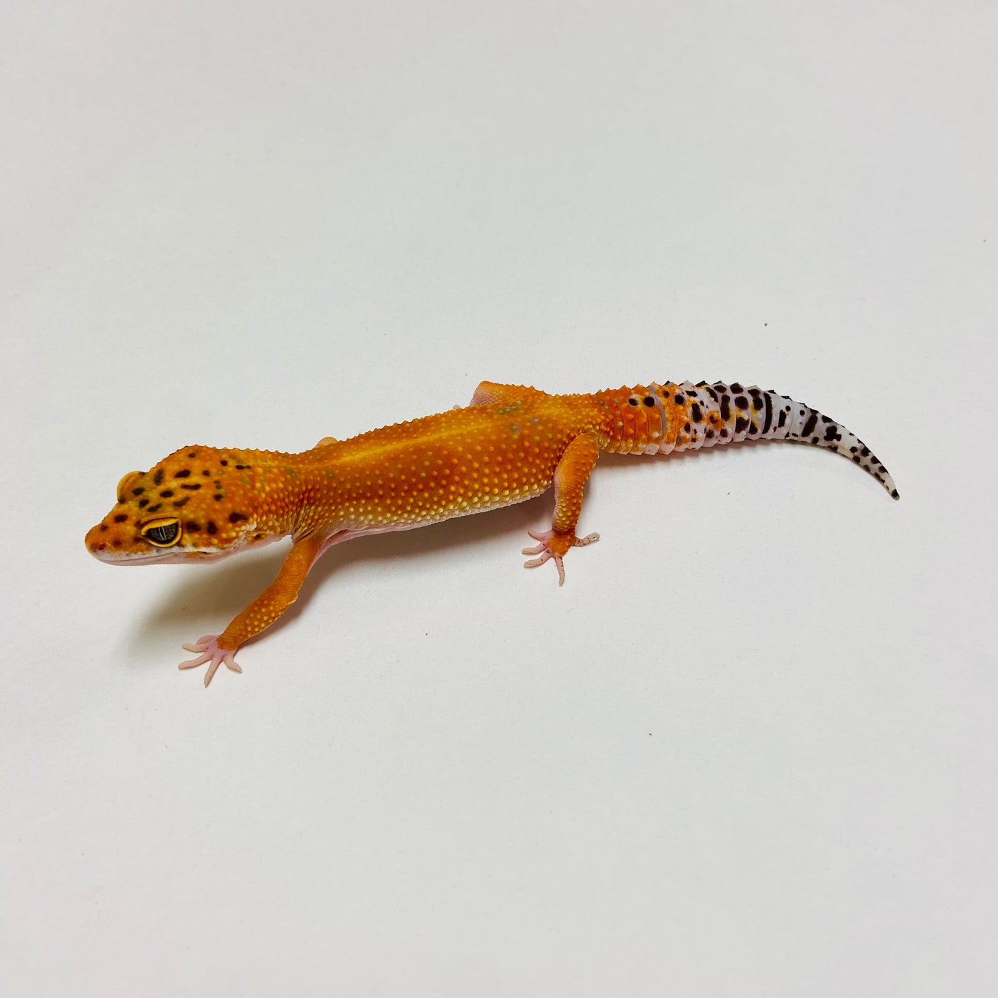 Hypo Tangerine Carrot Tail Leopard Gecko Female D-B3-71023-1