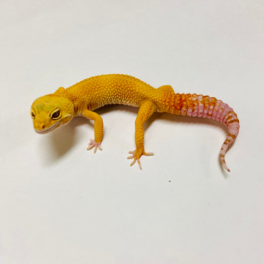 Sunglow Tremper Leopard Gecko Male D-H2-60221-1