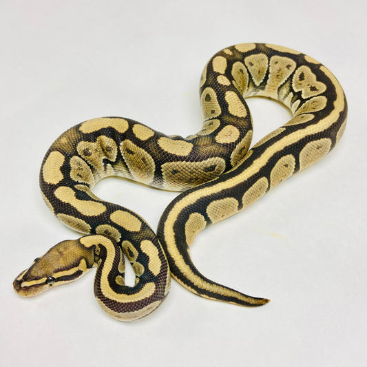 Ghost Ball Python Male 2022M02