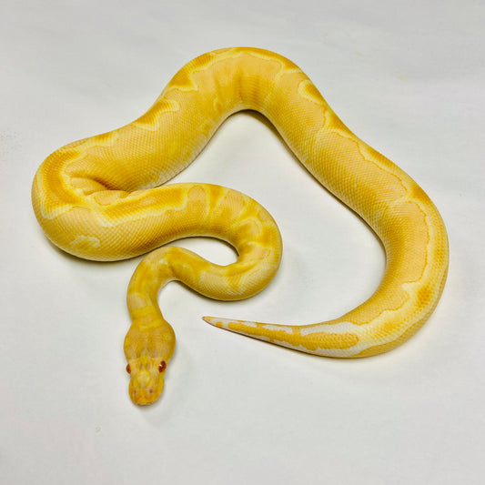 Albino Clown Ball Python Female 2022F01