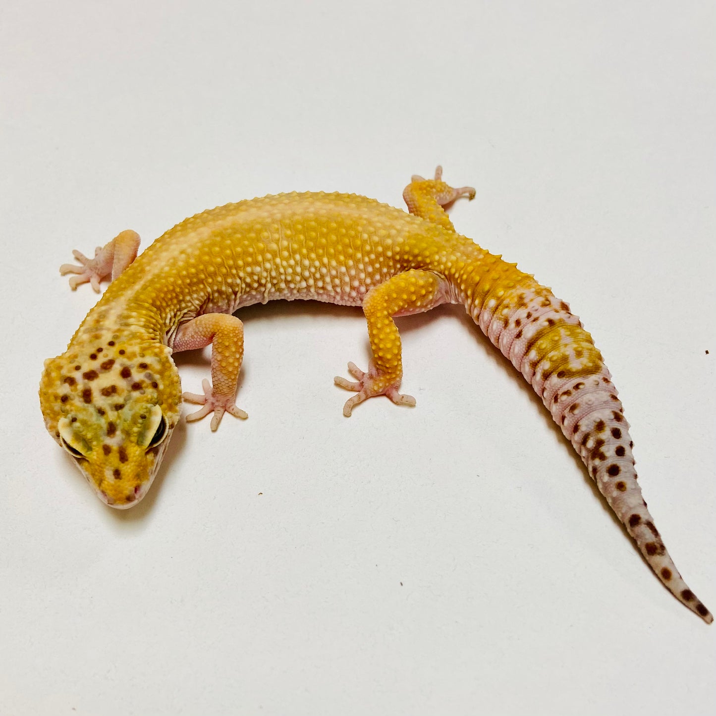 Mack Snow Raptor Leopard Gecko Female Proven Breeder D-PB07-2018