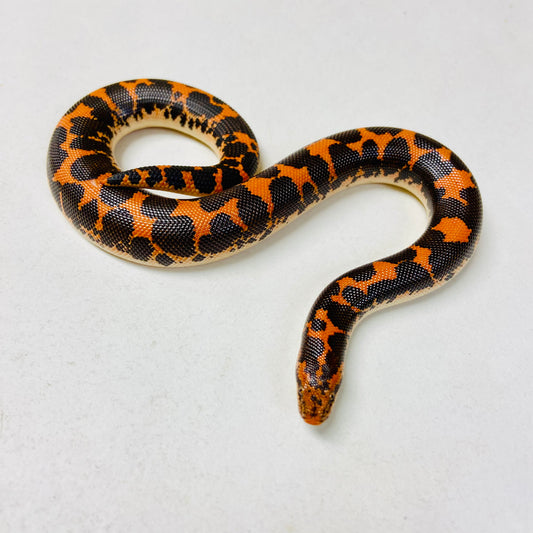 Kenyan Sand Boa Male 2024M03