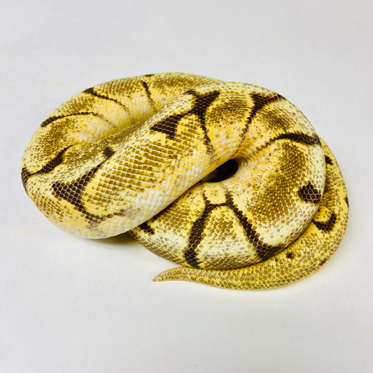 Spider Ball Python Male 2022M02