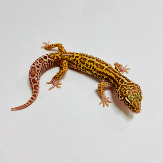 Mack Snow Bell Leopard Gecko Male A-C3-52623-1