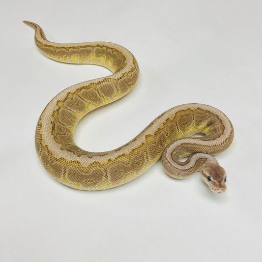 Cinnamon Lesser Woma Pinstripe Ball Python Male 2022M01